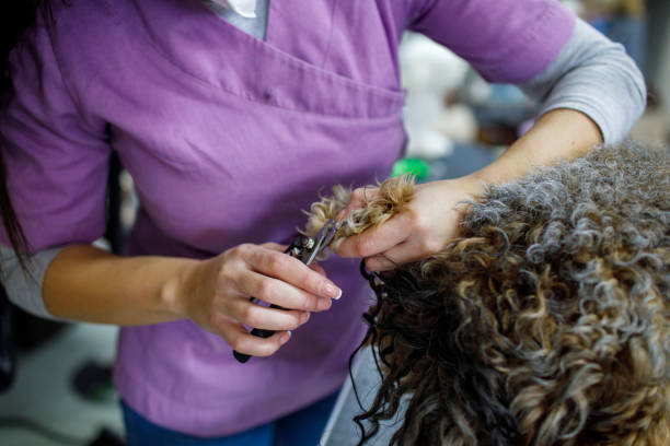 istock Doggy Pedicure 1297728240