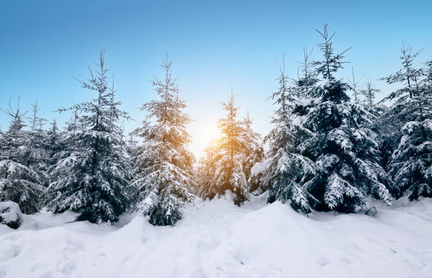 istock Enchanted snow forest winter landscape. Snow covered evergreen trees at sunset. 1297728581