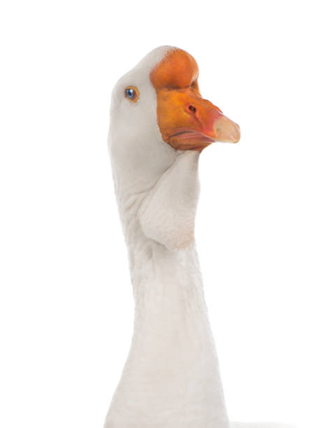 istock white large goose portrait  isolated on white 1297728827