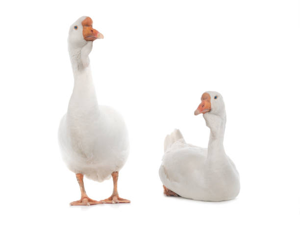 istock male and female geese isolated on white 1297728830