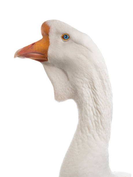 istock white large goose portrait  isolated on white 1297728835