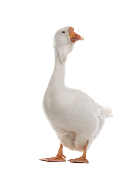 istock female geese isolated on white 1297729717