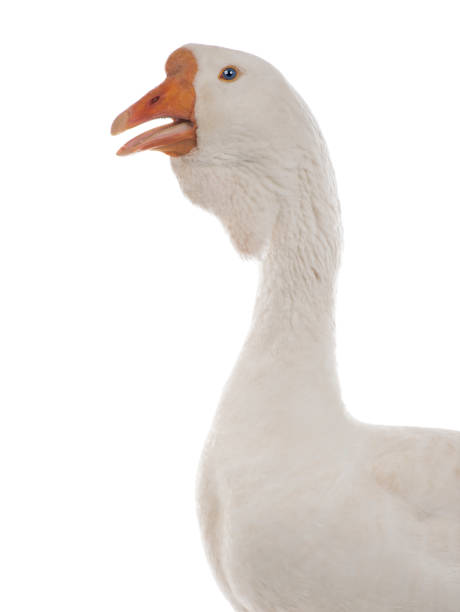 istock portrait female geese isolated on white 1297729724