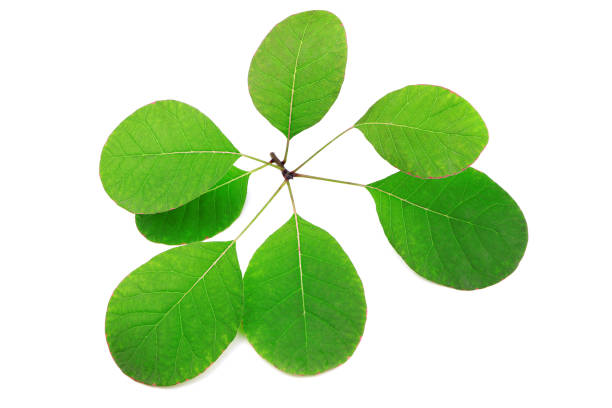 istock Green leaves isolated on a white background 1297729881