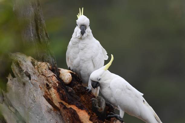 istock Australian white crested cockatoo 1297730982
