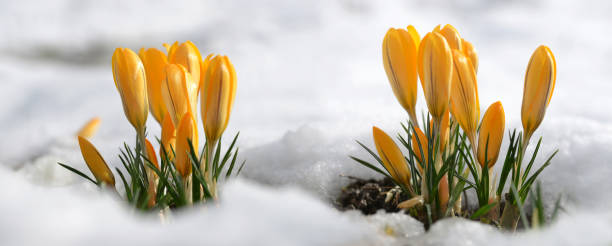 istock Yellow crocus flowers in snow. 1297731008