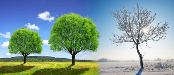 istock Trees in winter and spring landscape with blue sky. 1297731053