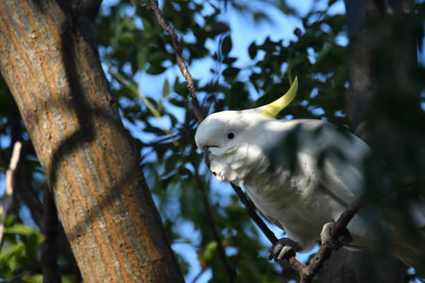 istock Australian white crested cockatoo 1297731250