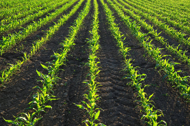 istock Young green corn plants growing on the field. 1297731281