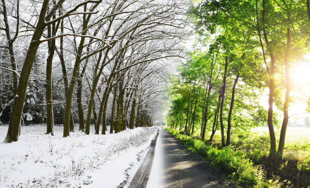 Winter and spring landscape in the forest.