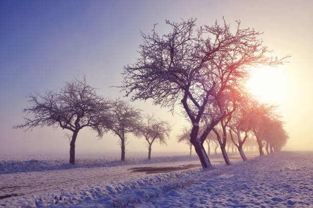 Winter landscape at sunrise. Frozen trees in the field in a foggy  morning.
