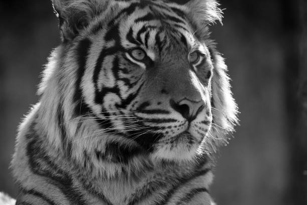 istock Black and white tiger portrait 1297732280