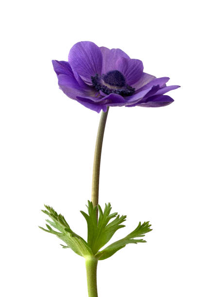 istock Blue anemone flower isolated on white background 1297732299