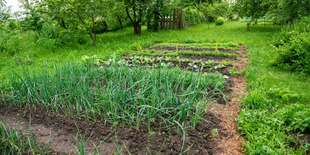 istock country vegetable garden with various beds among grass 1297733417