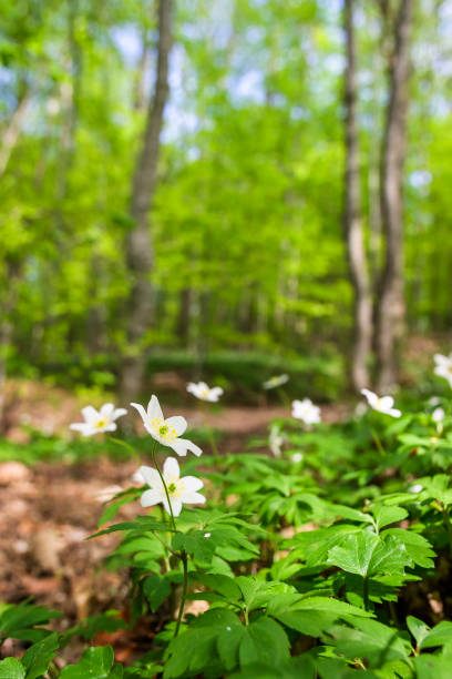 istock Wood anemone in a spring woodland 1297733485