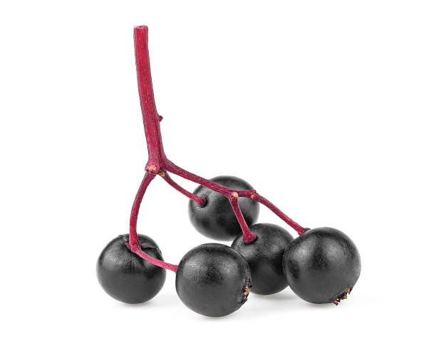 istock Small branch of fresh black elderberry fruit isolated on a white background, front view. Sambucus. 1297734658
