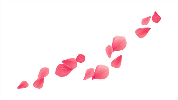 ilustrações de stock, clip art, desenhos animados e ícones de pink red flying petals isolated on white background. sakura roses petals. vector - wind rose