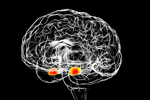 Amygdala, también conocida como corpus amygdaloideum, en el cerebro humano photo