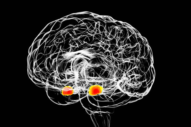 Amygdala, also known as corpus amygdaloideum, in the human brain stock photo