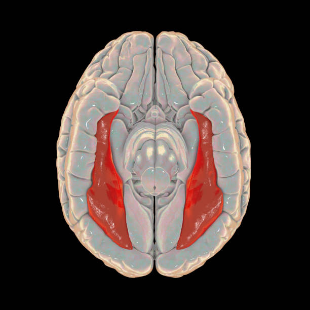 human brain with highlighted fusiform gyrus - parietal lobe imagens e fotografias de stock