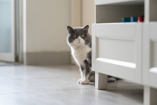 istock Cute British Shorthair cat, indoor shot 1297736317