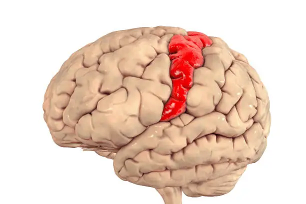 Human brain with highlighted precentral gyrus, 3D illustration. It is located in the posterior frontal lobe and is the site of the primary motor cortex, the Brodmann area 4.
