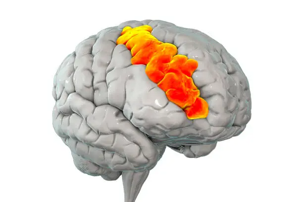 Human brain with highlighted middle frontal gyrus, 3D illustration. It is the part of prefrontal cortex of the frontal lobe. It is involved in the language learning and attention