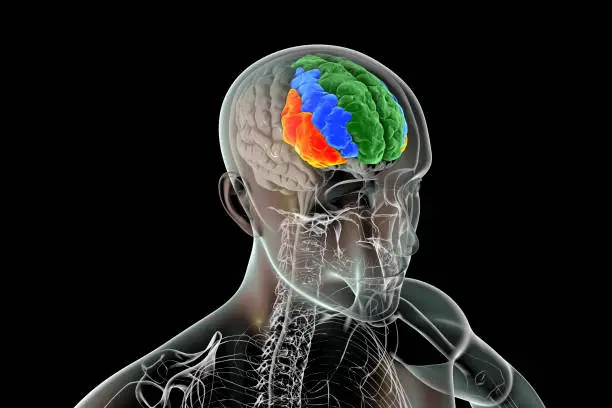 Human brain in the body with highlighted frontal gyri, superior (green), middle (blue), and inferior (orange), 3D illustration