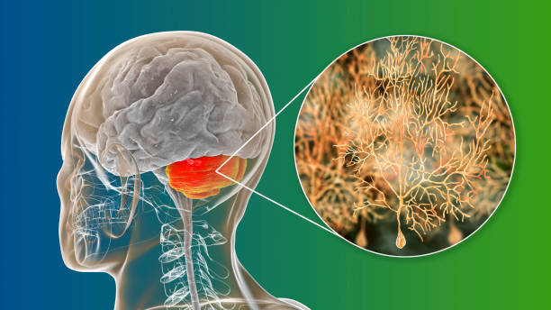 cerebro humano con cerebelo resaltado y vista de cerca de las neuronas purkinje - cerebelo fotografías e imágenes de stock