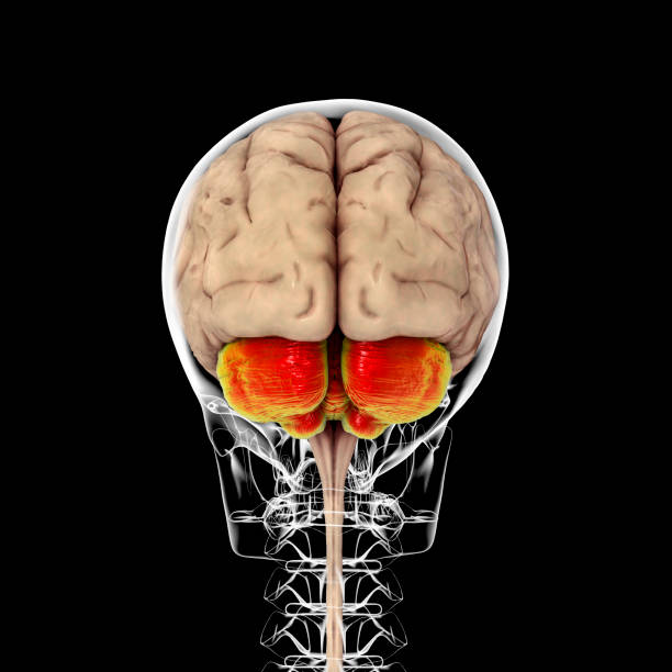 Human brain with highlighted cerebellum inside the body Human brain with highlighted cerebellum inside the skull, back view, 3D illustration. It plays an important role in motor control and is involved in some cognitive functions, attention, language cerebellum stock pictures, royalty-free photos & images