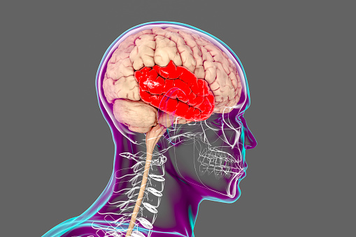 Human brain with highlighted temporal lobe, 3D illustration. It is involved in visual long-term memory memory, language comprehension, emotion association