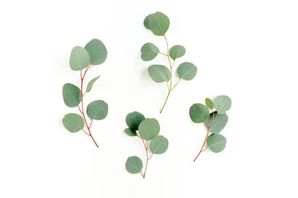 istock Green leaves eucalyptus isolated on white background 1297738025