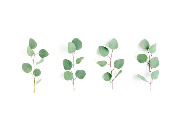 istock Green leaves eucalyptus isolated on white background 1297738657