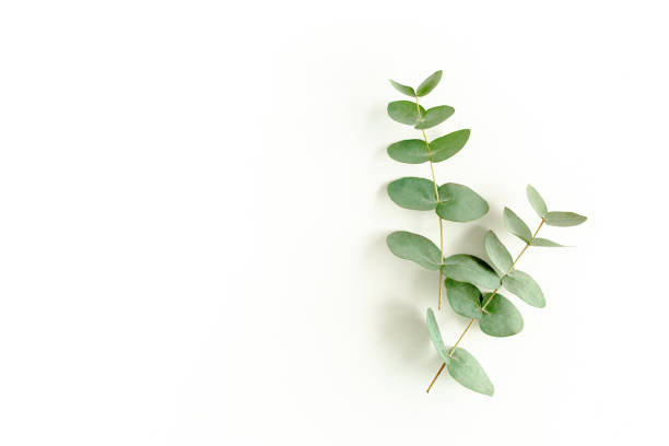 istock Green leaves eucalyptus isolated on white background 1297739290
