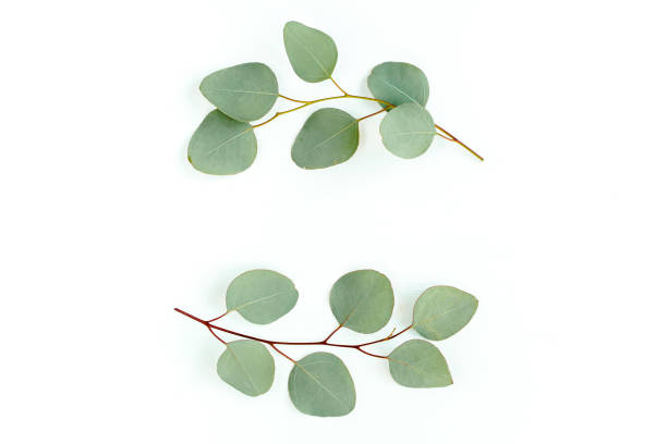 istock Wreath frame made of branches eucalyptus and leaves isolated on white background. lay flat, top view 1297739348