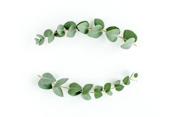 istock Wreath frame made of branches eucalyptus and leaves isolated on white background. lay flat, top view 1297740050