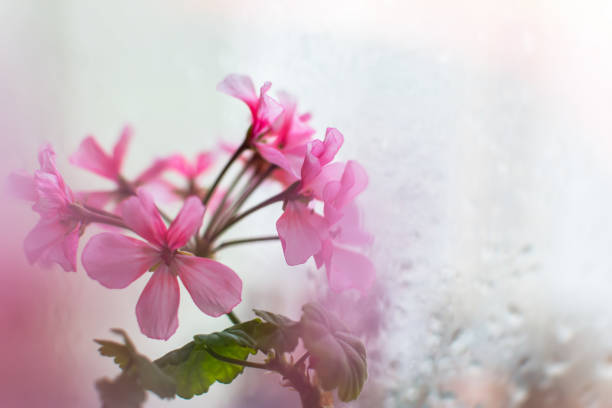 Pink geranium close-up blooms on the window. Home floriculture. Growing and caring for indoor flowers.A rainy spring day.The concept of tenderness, care and inspiration. Pelargonium in selective focus