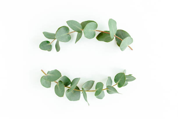 istock Wreath frame made of branches eucalyptus and leaves isolated on white background. lay flat, top view 1297740202