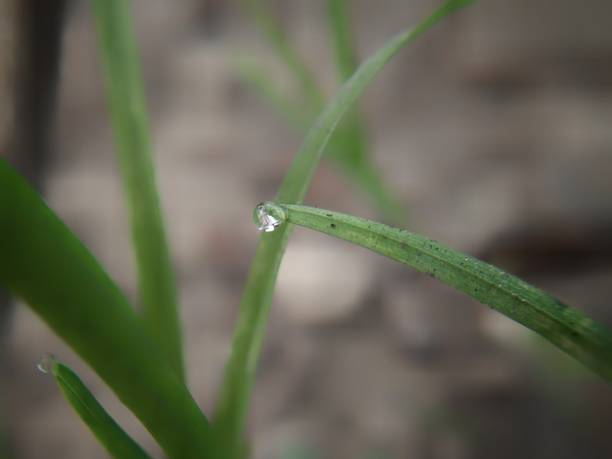 istock Macro and selective focus on water drop on grass in morning. 1297740289