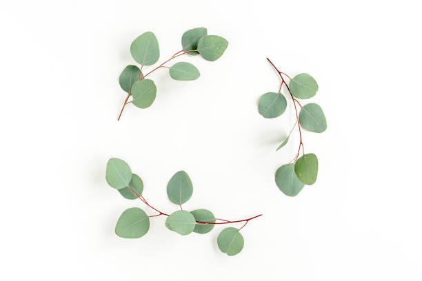 istock Wreath frame made of branches eucalyptus and leaves isolated on white background. lay flat, top view 1297740493