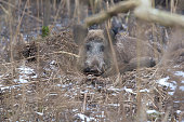 Wild boar in the woods in Germany.