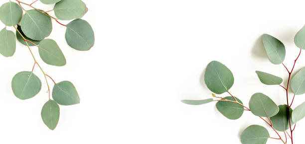 istock Banner of green leaves eucalyptus isolated on white background. flat lay, top view 1297741300
