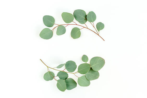 istock Wreath frame made of branches eucalyptus and leaves isolated on white background. lay flat, top view 1297741448