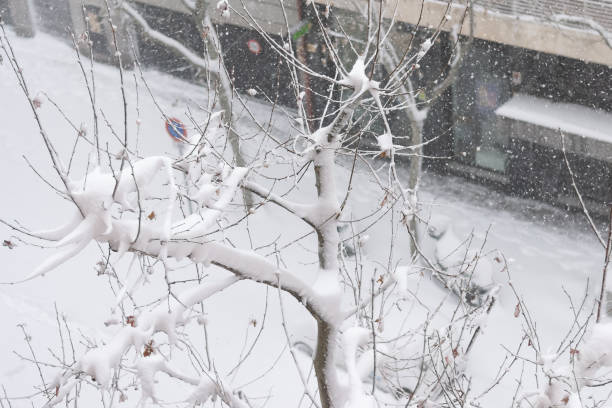 istock High view of a completely snow-covered tree. 1297741519