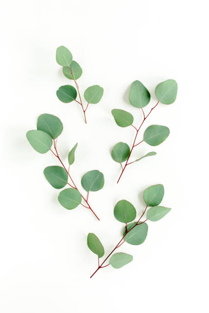 istock Green leaves eucalyptus isolated on white background 1297741551
