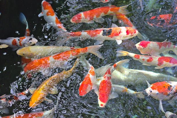 istock Many carps swimming on a pool 1297741568