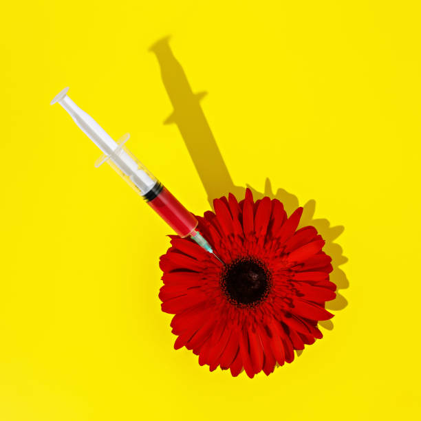 istock Creative layout made with syringe and red gerbera flower on yellow background 1297742236