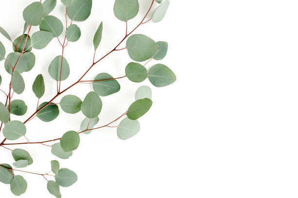 istock Green leaves eucalyptus isolated on white background 1297742366