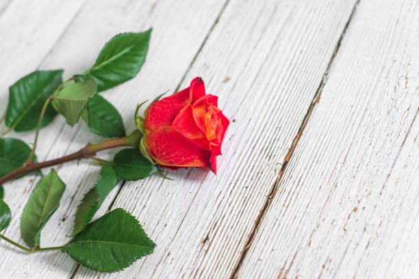 istock One red rose on white wooden background. Flat lay, top view, free copy space. 1297742386