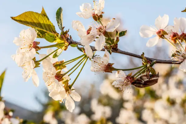 Photo of Branch of blooming cherry tree with beetle in a spring orchard.
